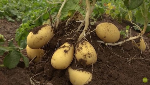 ��������� ��� ������: ������� ��������� ������ �� ������� ��������