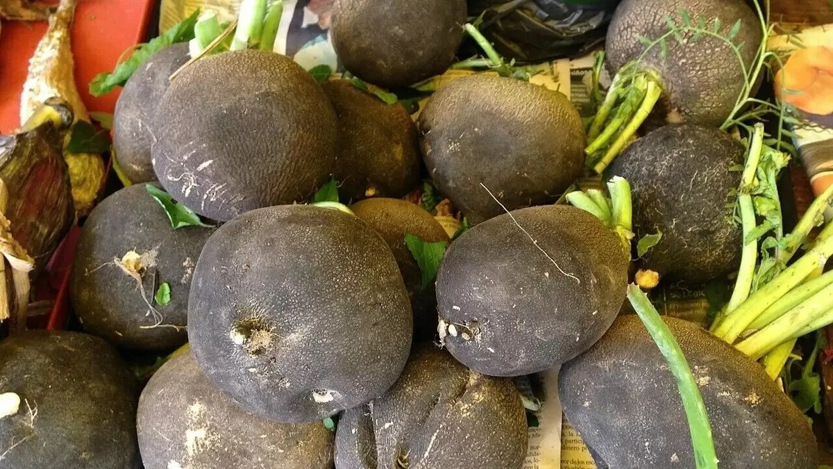 Хабаровские огородники открывают секреты удивительной редьки