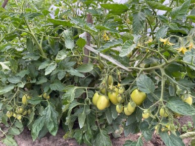 Эффективные меры против фитофторы на томатах в июле