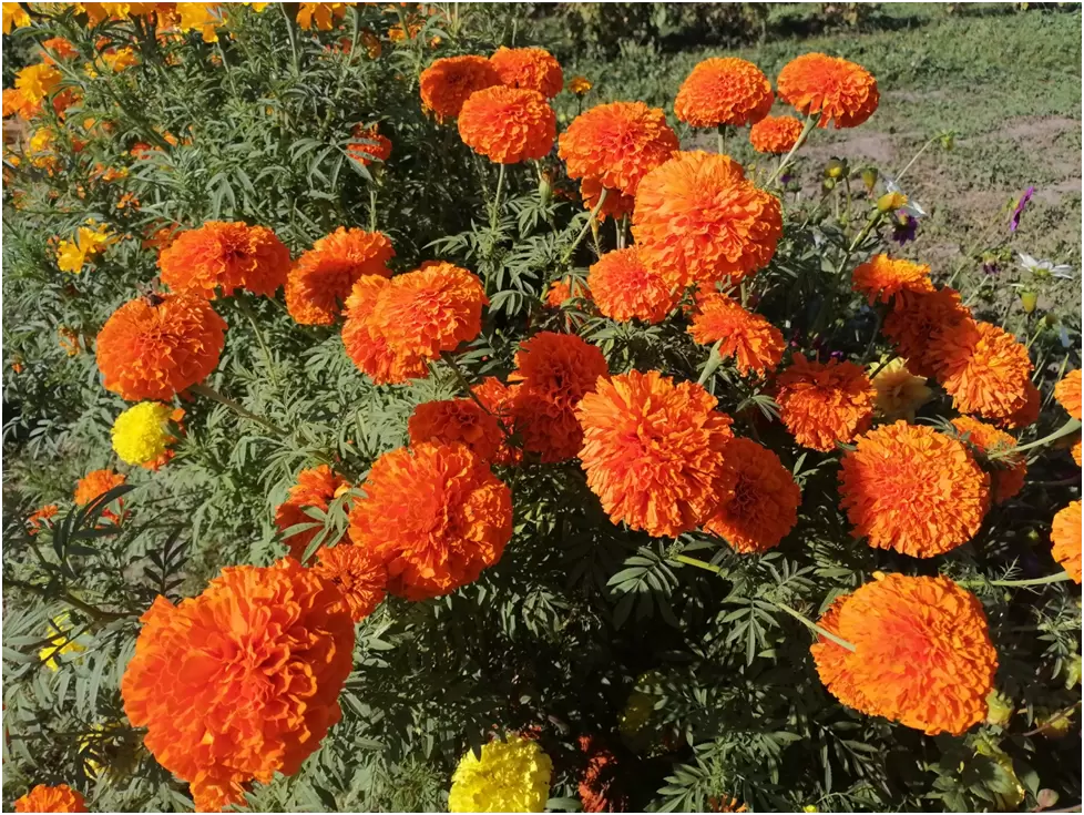 Бархатцы и Календула: Неприхотливые любимцы огородов