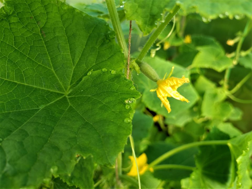 ������ ������ �������: ������ �� ����� ������� ��� ������� ������