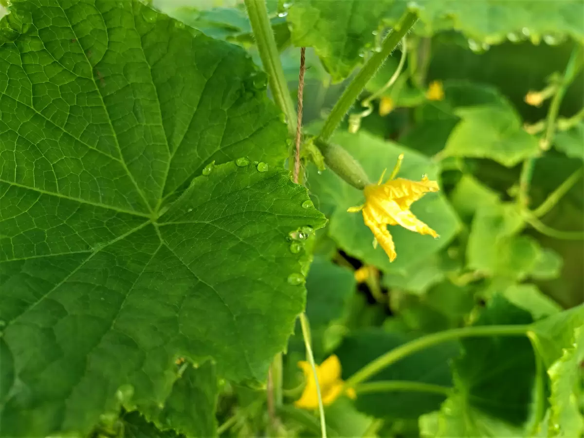 Лишние листья огурцов: почему их нужно удалять для лучшего урожая