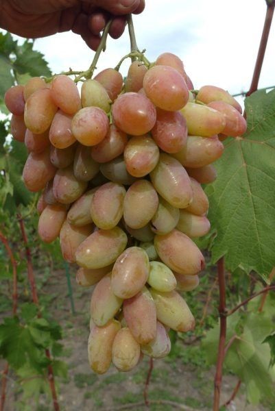 �������� ������: ������ ���� � ��������������� ��������� ��������