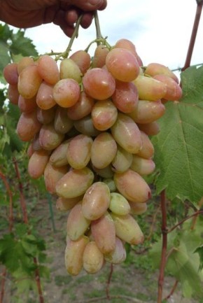 �������� ������: ������ ���� � ��������������� ��������� ��������