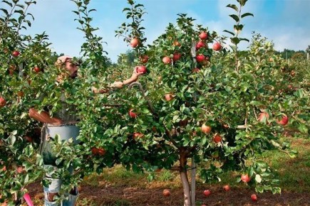 Яблоня Ветеран: идеальный выбор для вашего сада в 2025 году