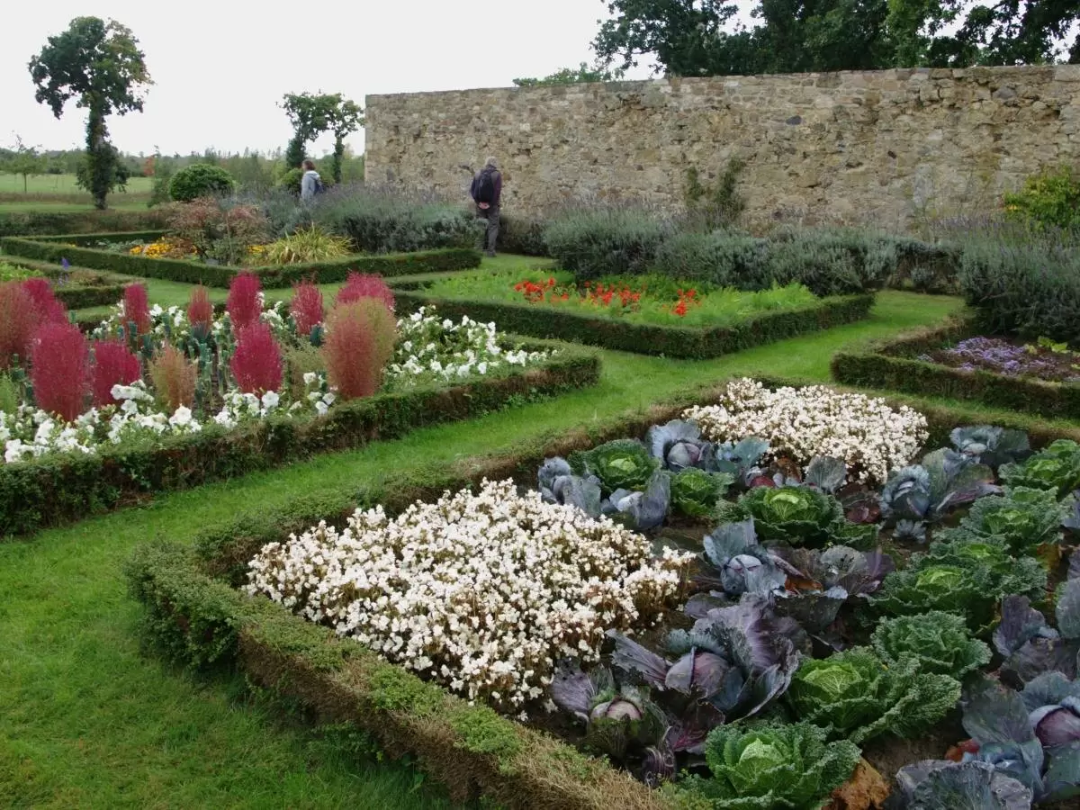 Как водка помогает растению бороться с тлёй
