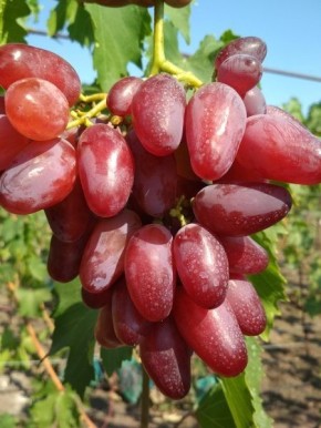 Виноград Клеопатра: крупные ягоды и великолепный вкус для вашего стола