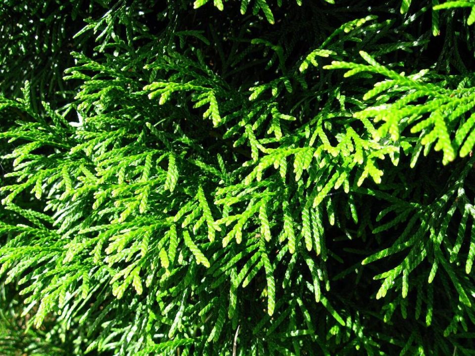 ����������� ������ ���: ����� �������� ����� �������� � ����