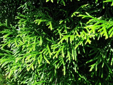 ����������� ������ ���: ����� �������� ����� �������� � ����