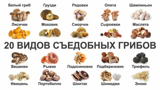 Грибы: Какие из них Можно Есть Сырыми