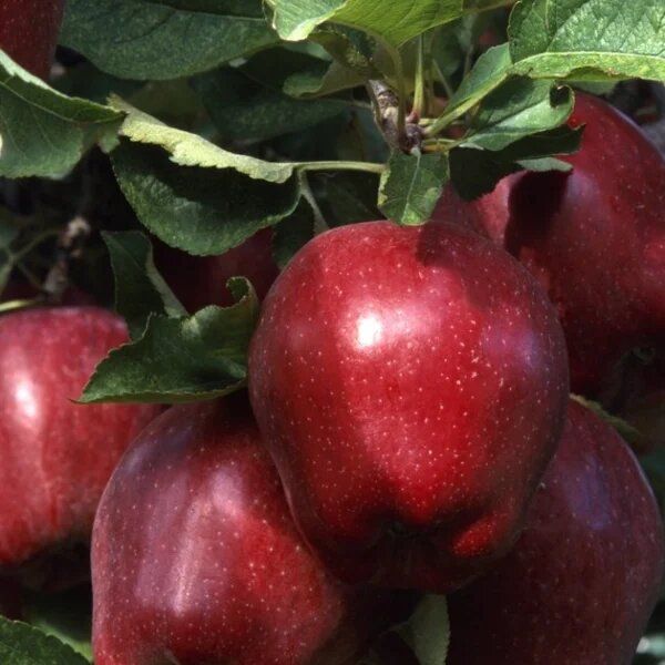 ������ ��� ���� �������: ��������� ���� ��� ������ ����