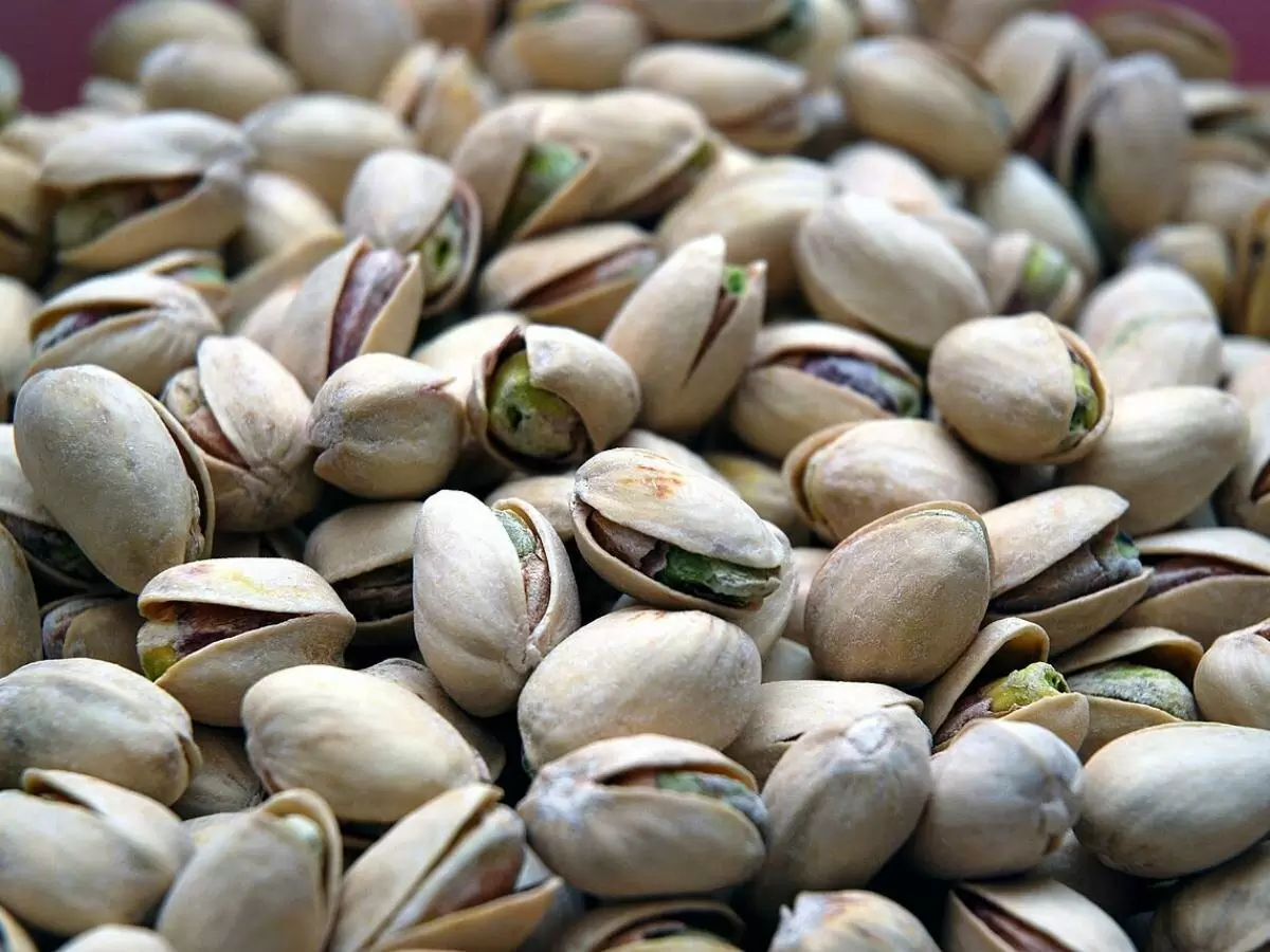 Фисташка: долгий путь к щедрому урожаю