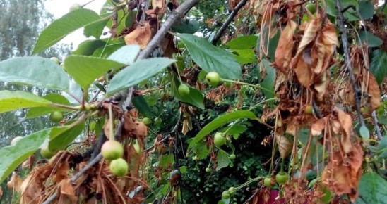 Как сохранить вишню от монилиоза: секреты защиты