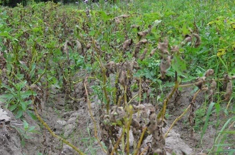 ����� ������ �������� �� �������