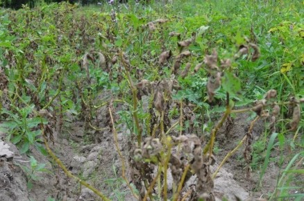 Когда копать картошку на огороде