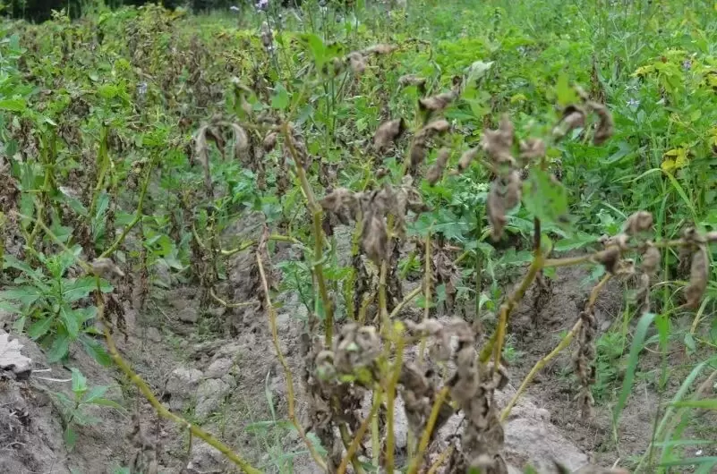 Когда копать картошку на огороде