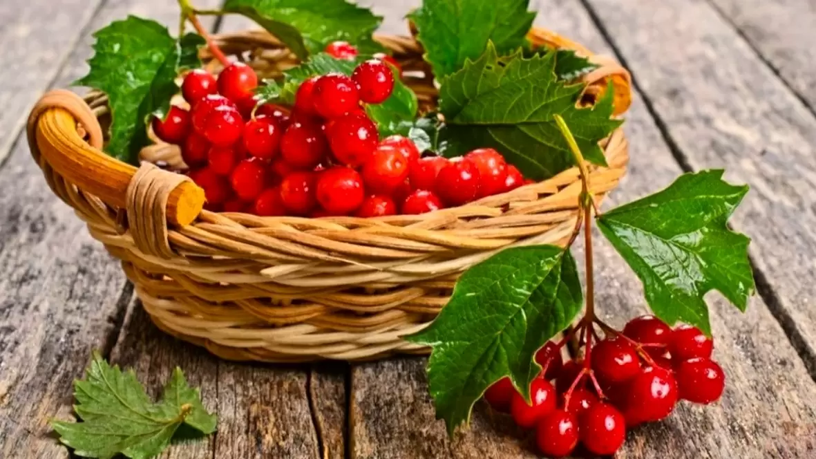 Ягоды для здоровья: калина, облепиха и арония против простуды