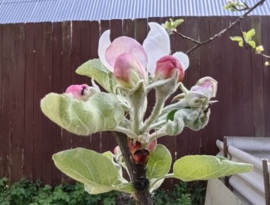 Как защитить цветы от непрошеных гостей: советы для садоводов