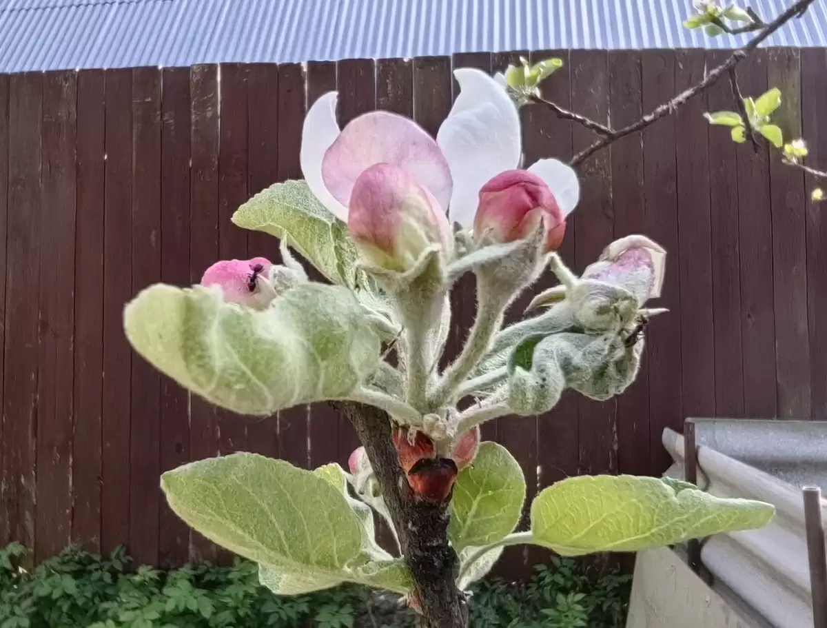 Как защитить цветы от непрошеных гостей: советы для садоводов