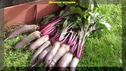 ������: ����������� ��������� � ������������� ����������