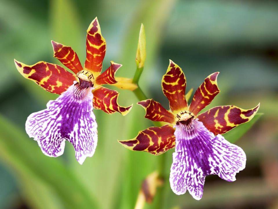 ������������ ������� �������� �������: ������� ������ ��� ������ ����