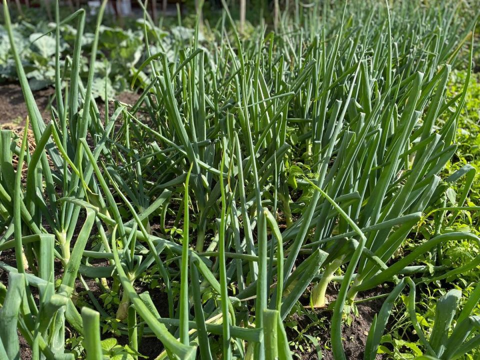 ����������� ������ ���� �� ������� ����