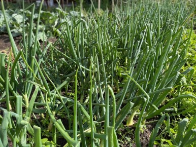 ����������� ������ ���� �� ������� ����