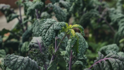 ��� ���������� �� ��� �� ���� ����: ��������� ������ ��� ��������