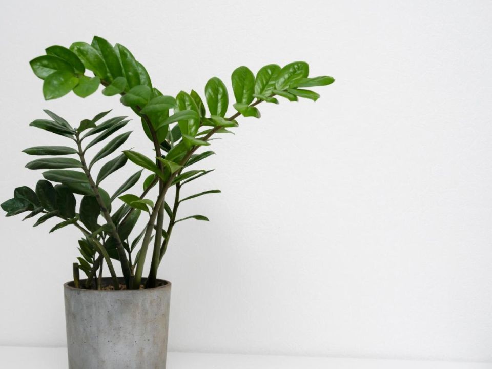 ��� ������� � ����� �������� ��������: ������� � ����������� ������ ��������������