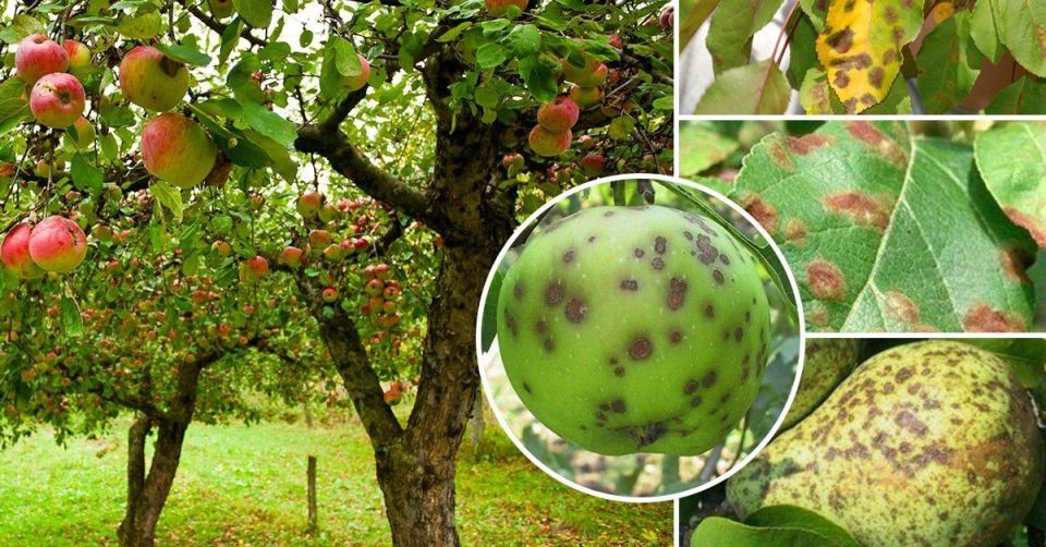 ��� �������� ������ � ����� �� �����: ������ �� ����