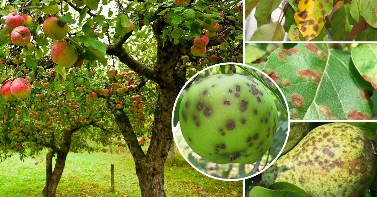 Как защитить яблони и груши от парши: советы на июнь