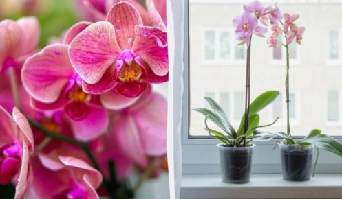 Как просто вернуть орхидее жизнь: секреты садовода