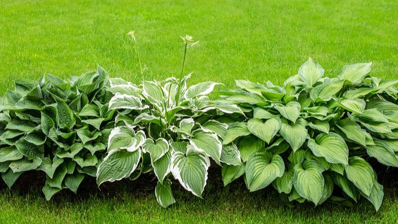 ��� �������� ����� �� ������: ������ �� ����� �� �������� ����������