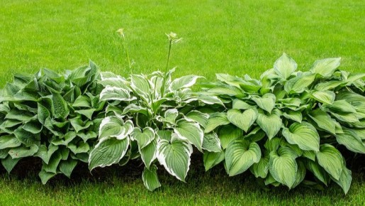 ��� �������� ����� �� ������: ������ �� ����� �� �������� ����������