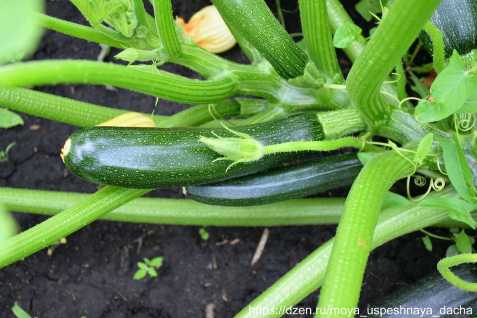 ��� �������� ������� �� �������: ������ � �������� ��� ������� ������