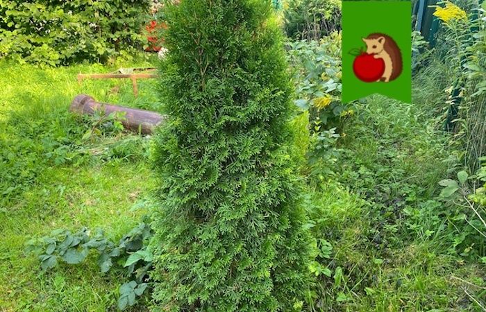 ��� ����������� ������� �������� � ����: ��� ������ ���������