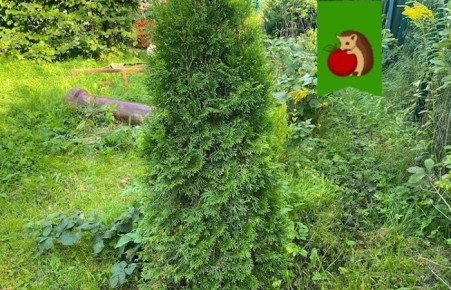 ��� ����������� ������� �������� � ����: ��� ������ ���������