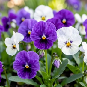 ��� ����� ������������ ��������� ������ � ������� ������ ������ �����