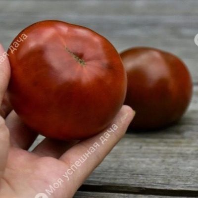 ����� ������ ��������: ������� ����������� � �������� �����������