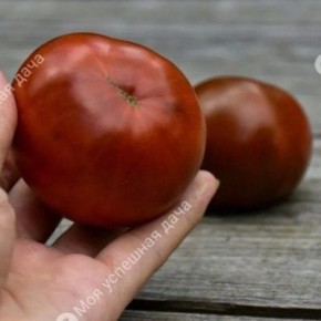 ����� ������ ��������: ������� ����������� � �������� �����������