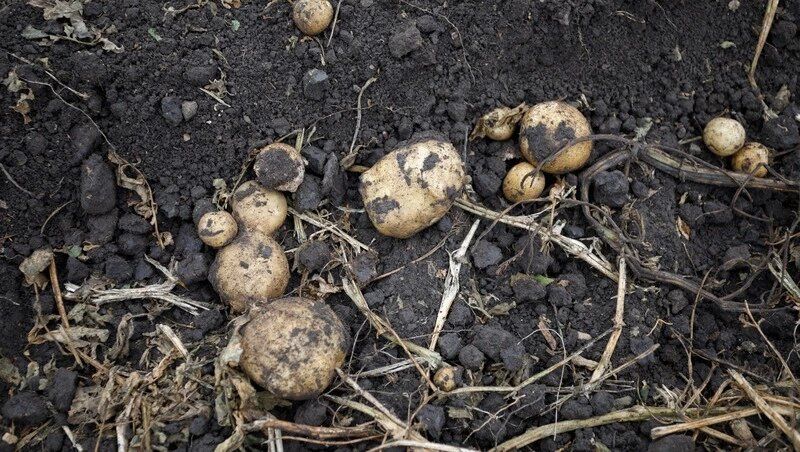 ������� ����������� ������ ��������� ������� ��� ��������� �� 20%