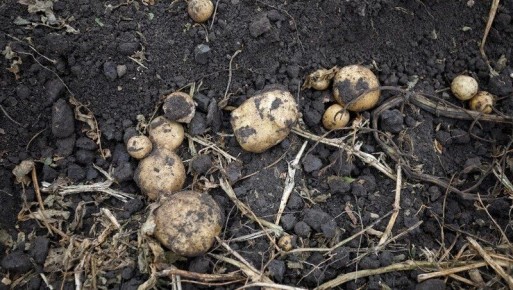 ������� ����������� ������ ��������� ������� ��� ��������� �� 20%