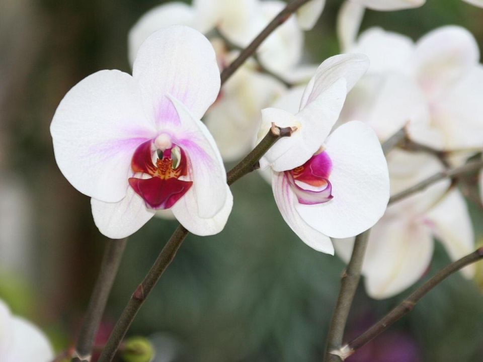 ������ ������� �������� � ��������� ��������?