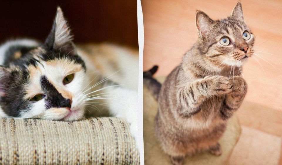 ������� �����: ��� ���������� ���� ���������� �� �� �������� � ���������