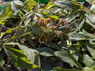 ��������� ��� �������: ������� � ����� ������������ ����