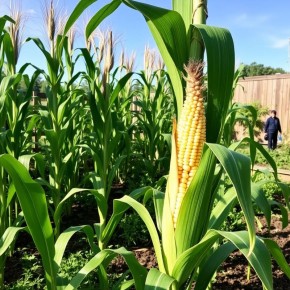 ��� �������� ����� ����� ������� �� ����� ���� � �����