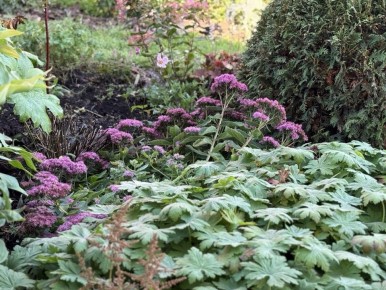 ����� ����������� �������� ����� �������� �� ����