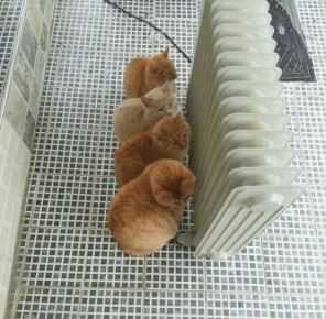 ����������� ������� ������� ������� ���������