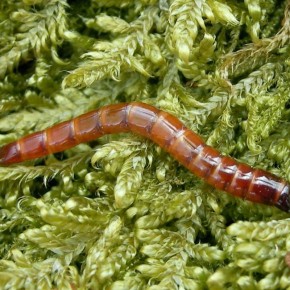 ��� �������� ������������: ������ ��� ��������� ������