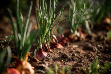 ��� �������� � �������: ������ �������� ��� �������